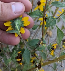 Helianthus bolanderi