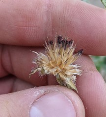 Helianthus bolanderi