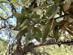 Quercus brandegeei