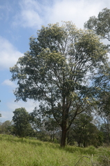 Flindersia australis