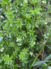 Asperula euryphylla
