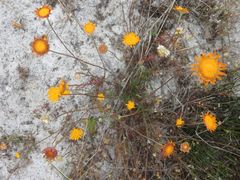 Cotula duckittiae