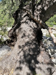 Quercus brandegeei