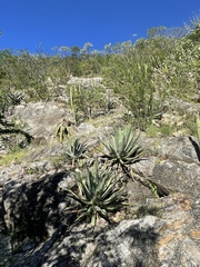 Agave aurea aurea
