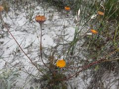 Cotula duckittiae