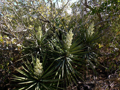Yucca capensis