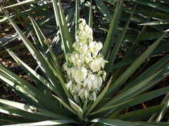 Yucca capensis