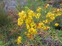 Cyclopia genistoides