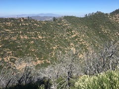 Pseudotsuga macrocarpa