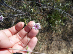 Commicarpus brandegeei