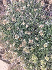 Phacelia egena