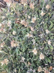 Phacelia egena