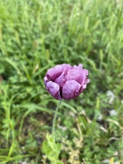 Papaver somniferum