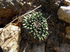 Mammillaria peninsularis