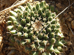 Mammillaria peninsularis