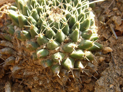 Mammillaria peninsularis