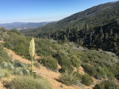 Pseudotsuga macrocarpa