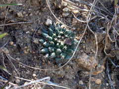 Mammillaria peninsularis