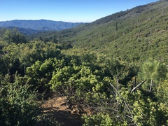 Pseudotsuga macrocarpa