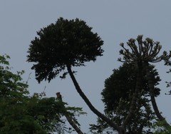 Cussonia sphaerocephala