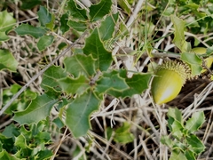 Quercus coccifera coccifera