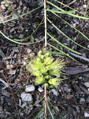 Callistemon