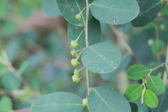 Phyllantheae