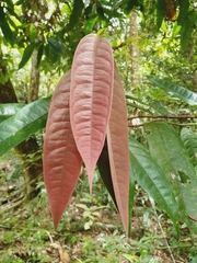 Noahdendron nicholasii