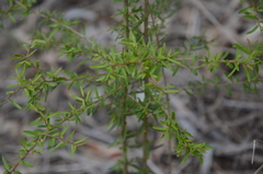 Pittosporum viscidum