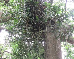 Cyrtorchis