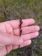 Machaerina rubiginosa