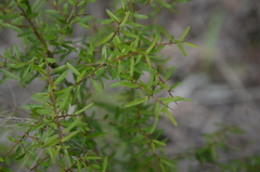 Pittosporum viscidum