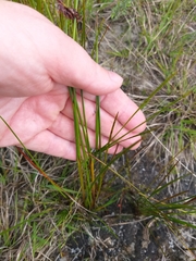 Machaerina rubiginosa