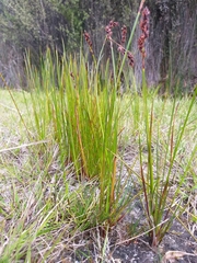 Machaerina rubiginosa