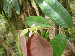 Noahdendron nicholasii