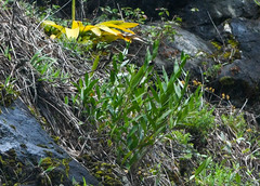 Elleanthus capitatus