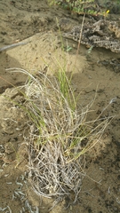 Poa douglasii