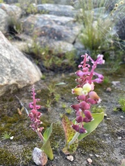 Lachenalia membranacea
