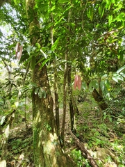 Noahdendron nicholasii