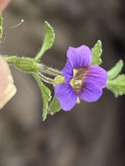 Stemodia pusilla