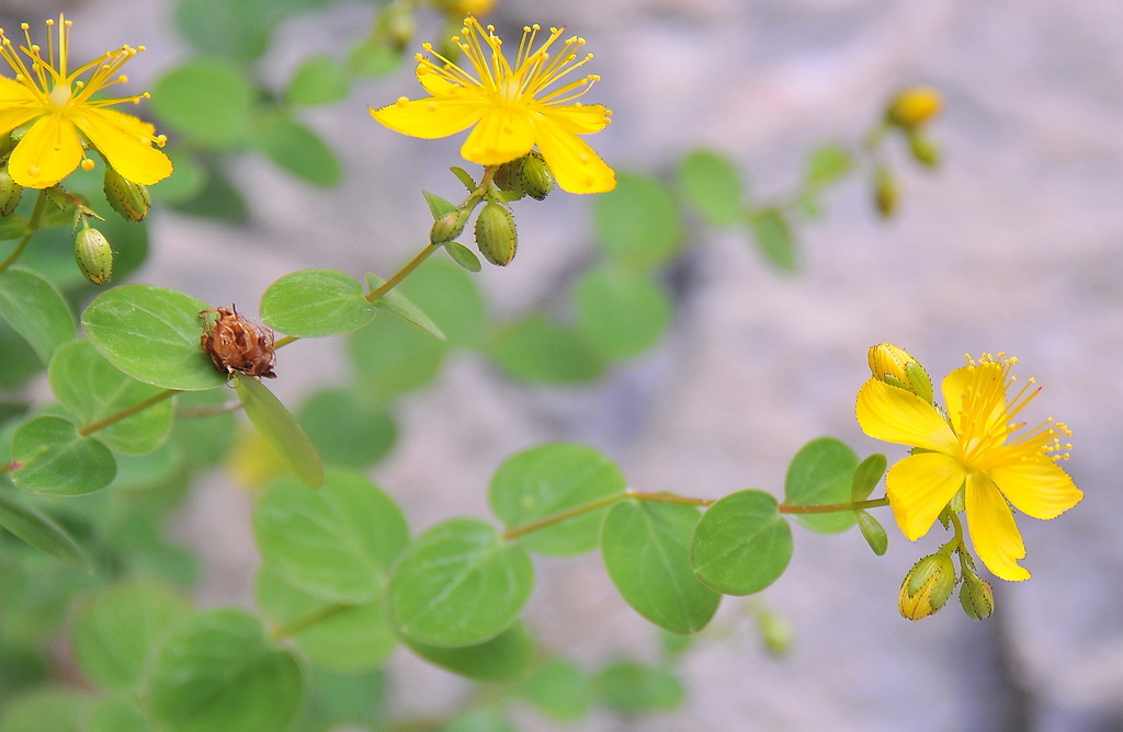 Round-leaved St John's-wort