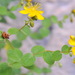 Round-leaved St John's-Wort - Photo (c) José María Escolano, some rights reserved (CC BY-NC-SA)