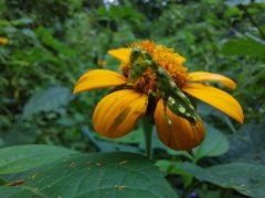 Acontista mexicana