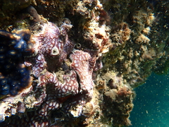 Botrylloides leachii