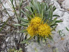 Leucospermum tomentosum