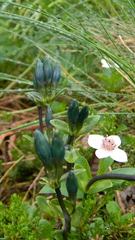 Gentiana glauca