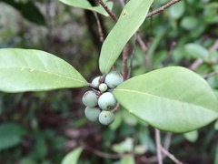 Litsea rotundifolia