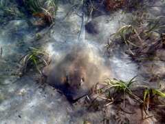 Hemitrygon fluviorum