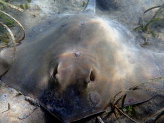 Hemitrygon fluviorum