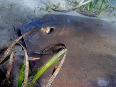 Hemitrygon fluviorum